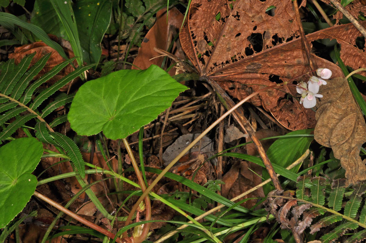 B. tandangii